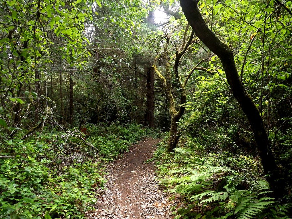 1024x768 jungle path