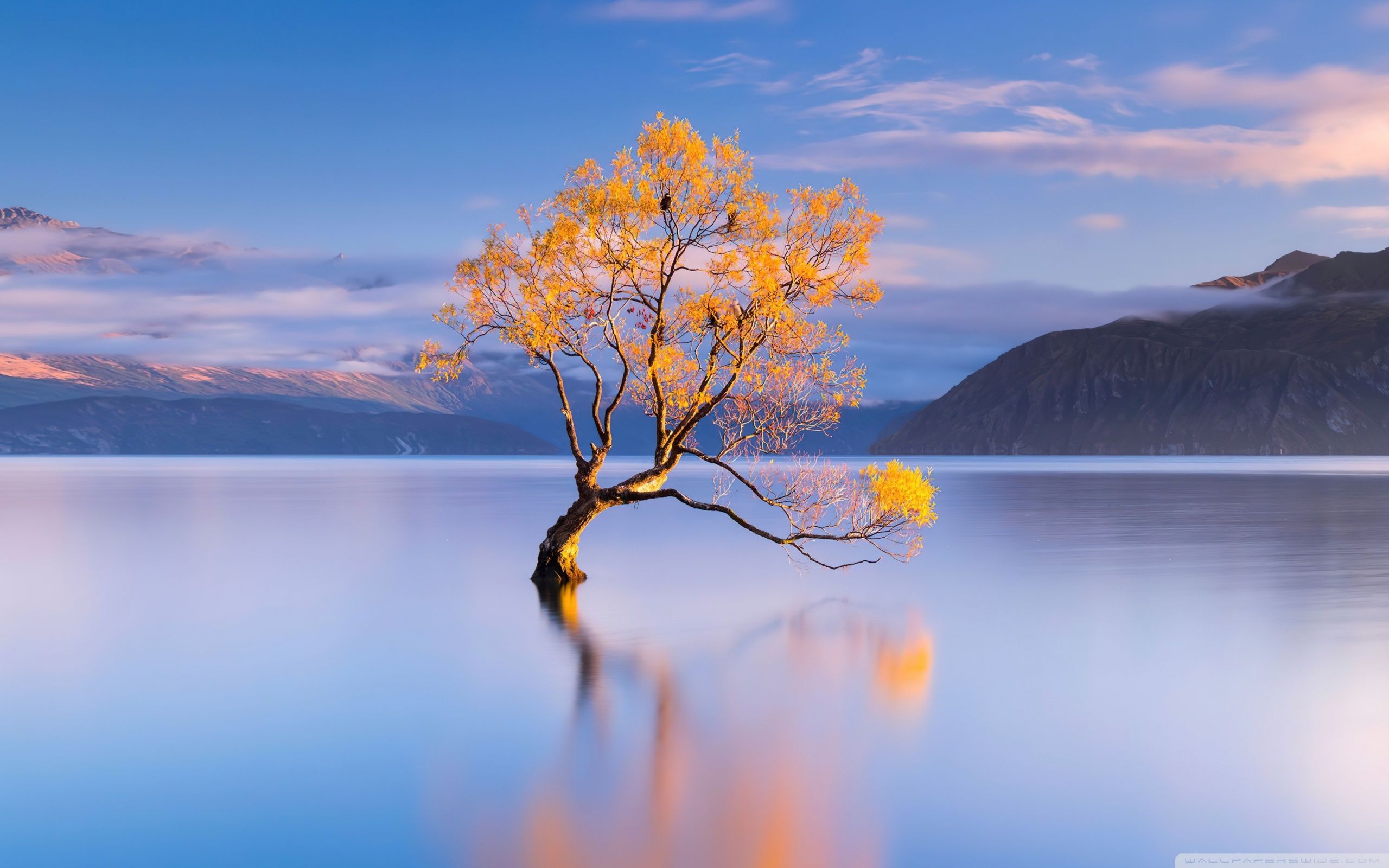 2560x1600 Honor Magic VS, Nature 4K UHD Wallpaper for UltraHD Desktop and TV : Widescreen and UltraWide Display : Smartphone and Tablet Devices