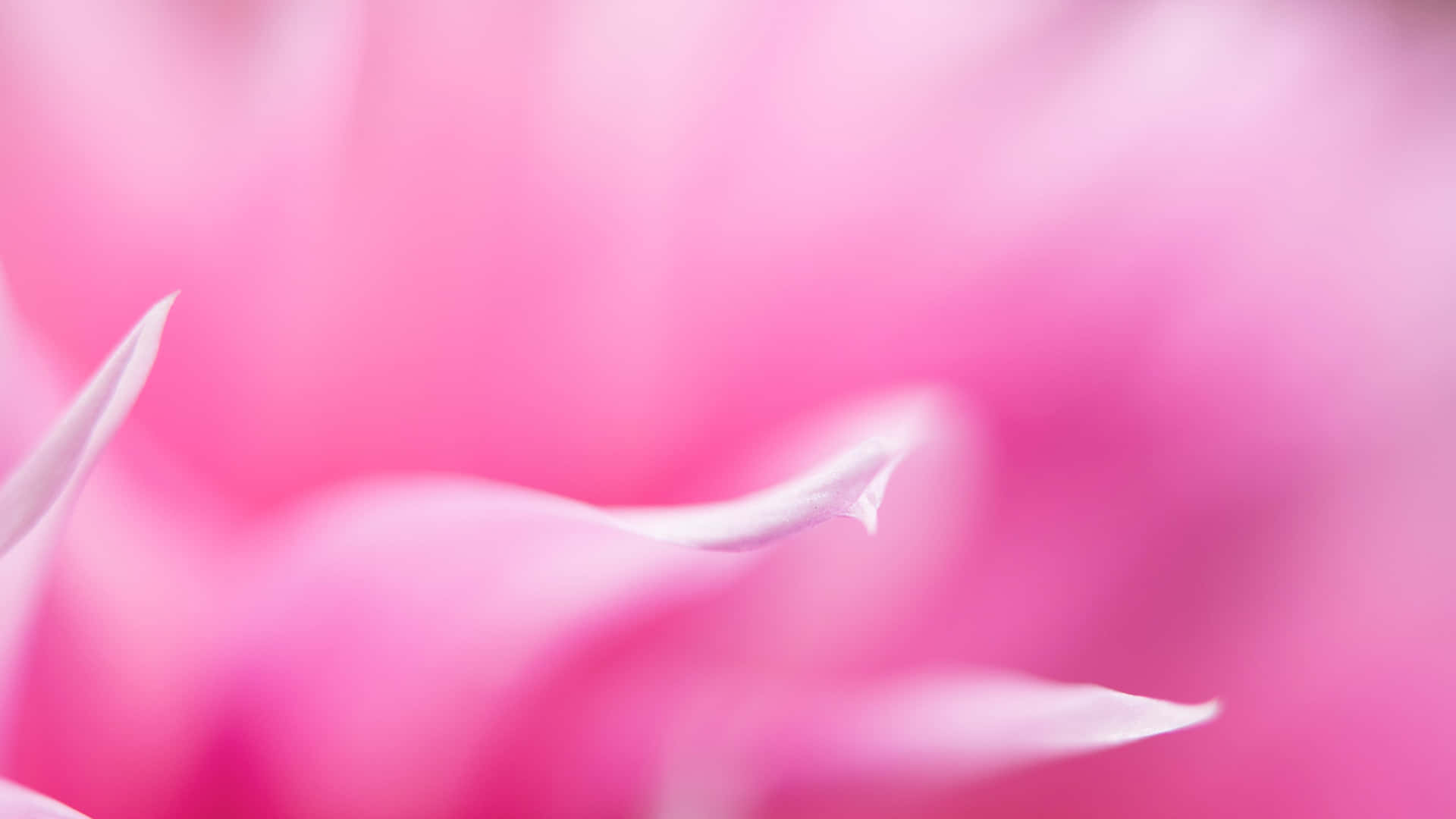 1920x1080 Pink Aura Desktop Wallpaper