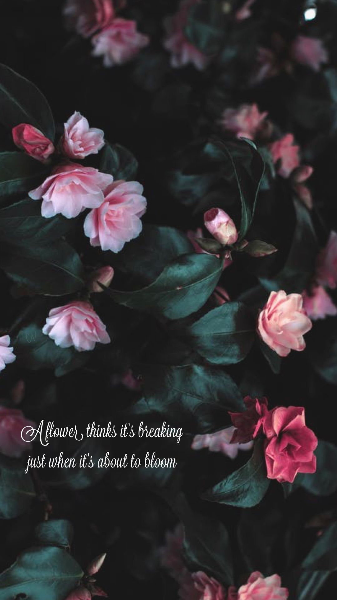 1080x1920 Flower Quotes Wallpaper iPhone
