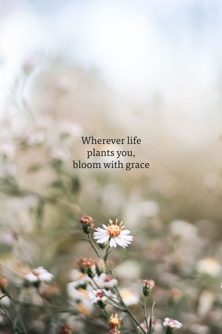 736x1104 Wherever life plants you, bloom with grace:) #quotes #motivational #words #inspirational #prints #wallpaper #background #instagram #captions #phrase #happy #nature #country #field #flower #gracequote #wildflower #photography #mydesign #myphoto
