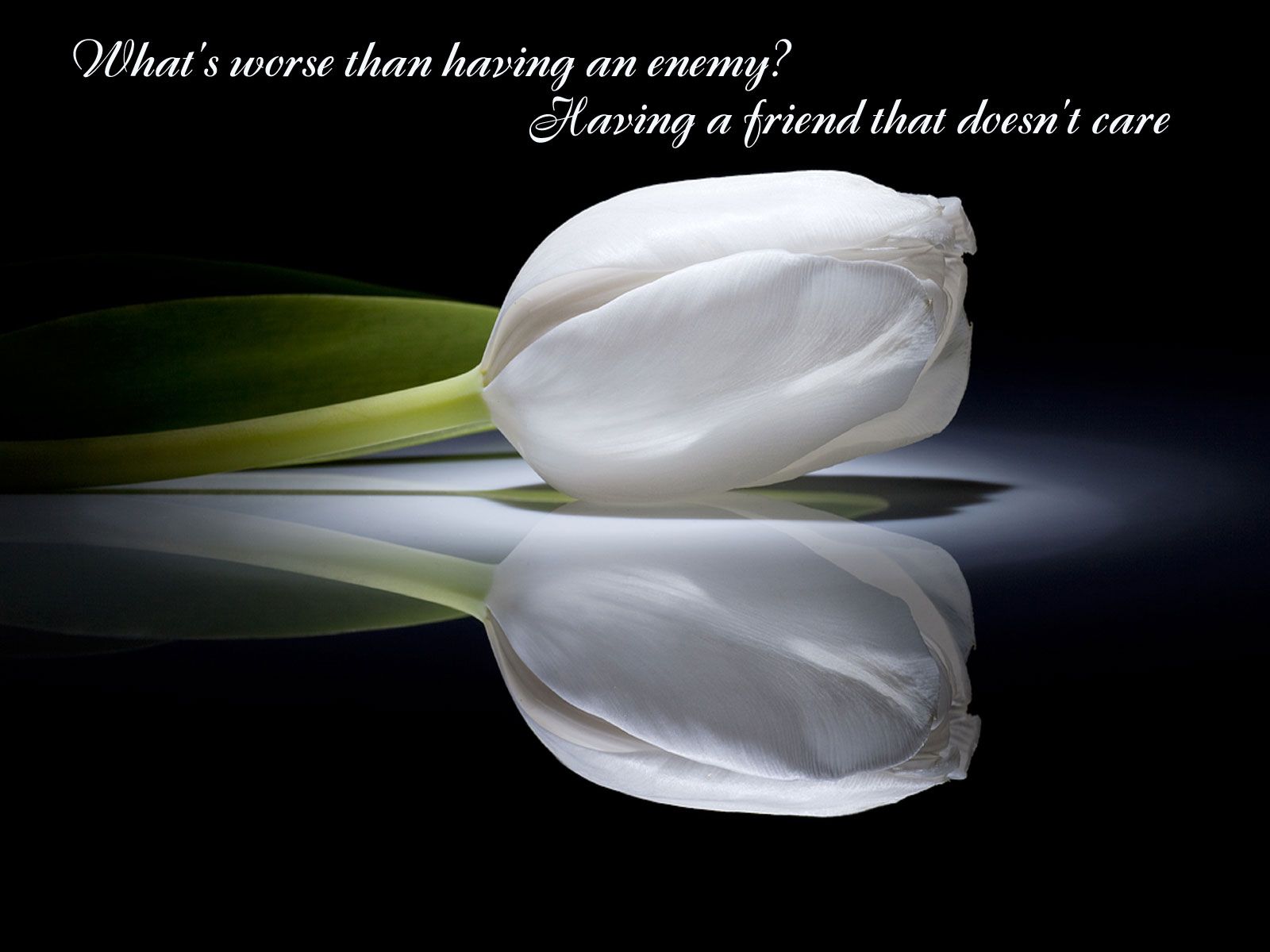 1600x1200 Phone wallpaper: Tulip, Quote, Sad, Misc, Flower, Mood 552541