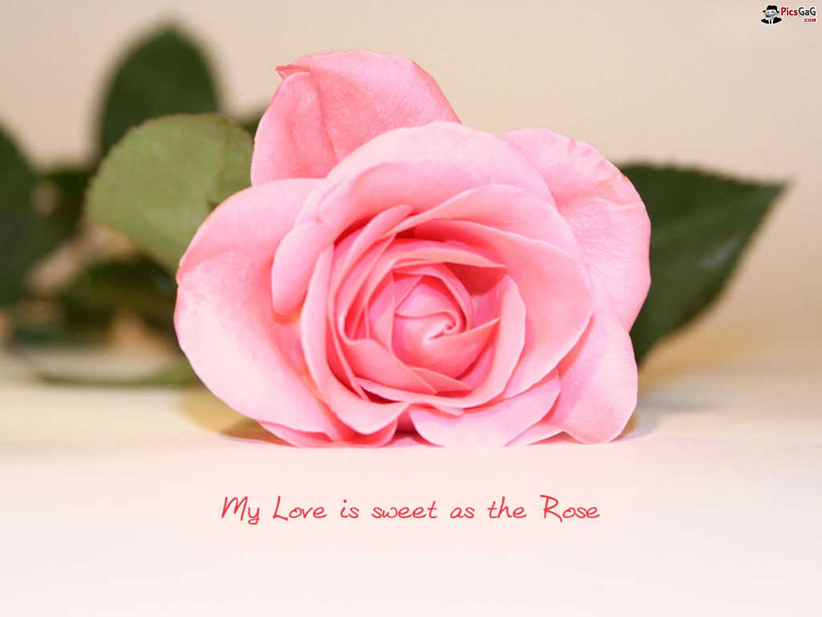 1600x1200 Pink Wallpaper Love Quotes. QuotesGram