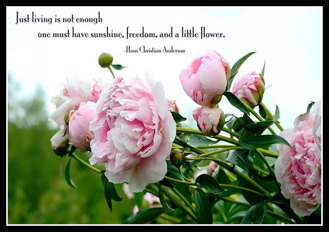 1061x748 Good Quotes About Flowers. QuotesGram