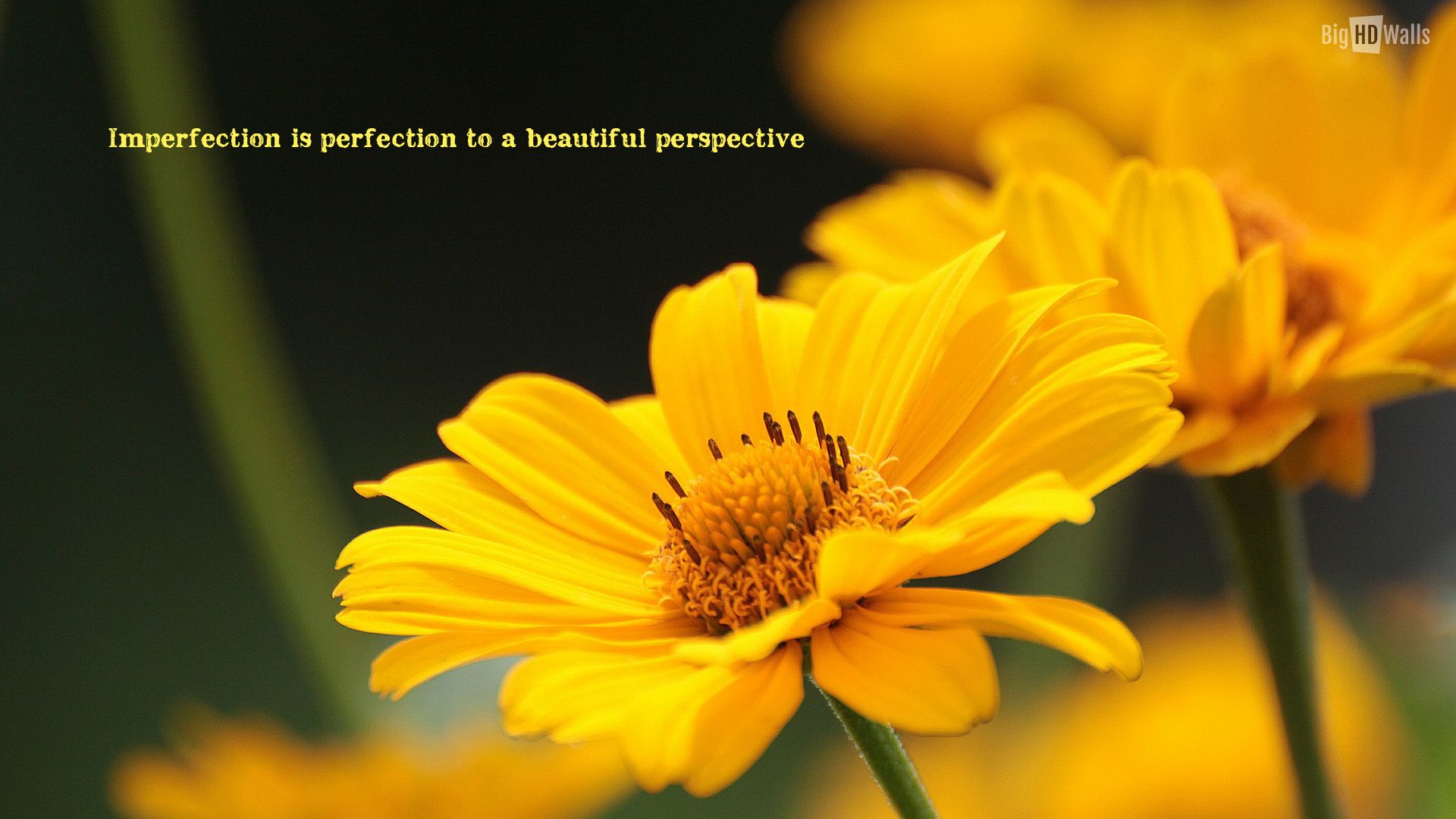 1920x1080 Yellow Flower Quotes. QuotesGram