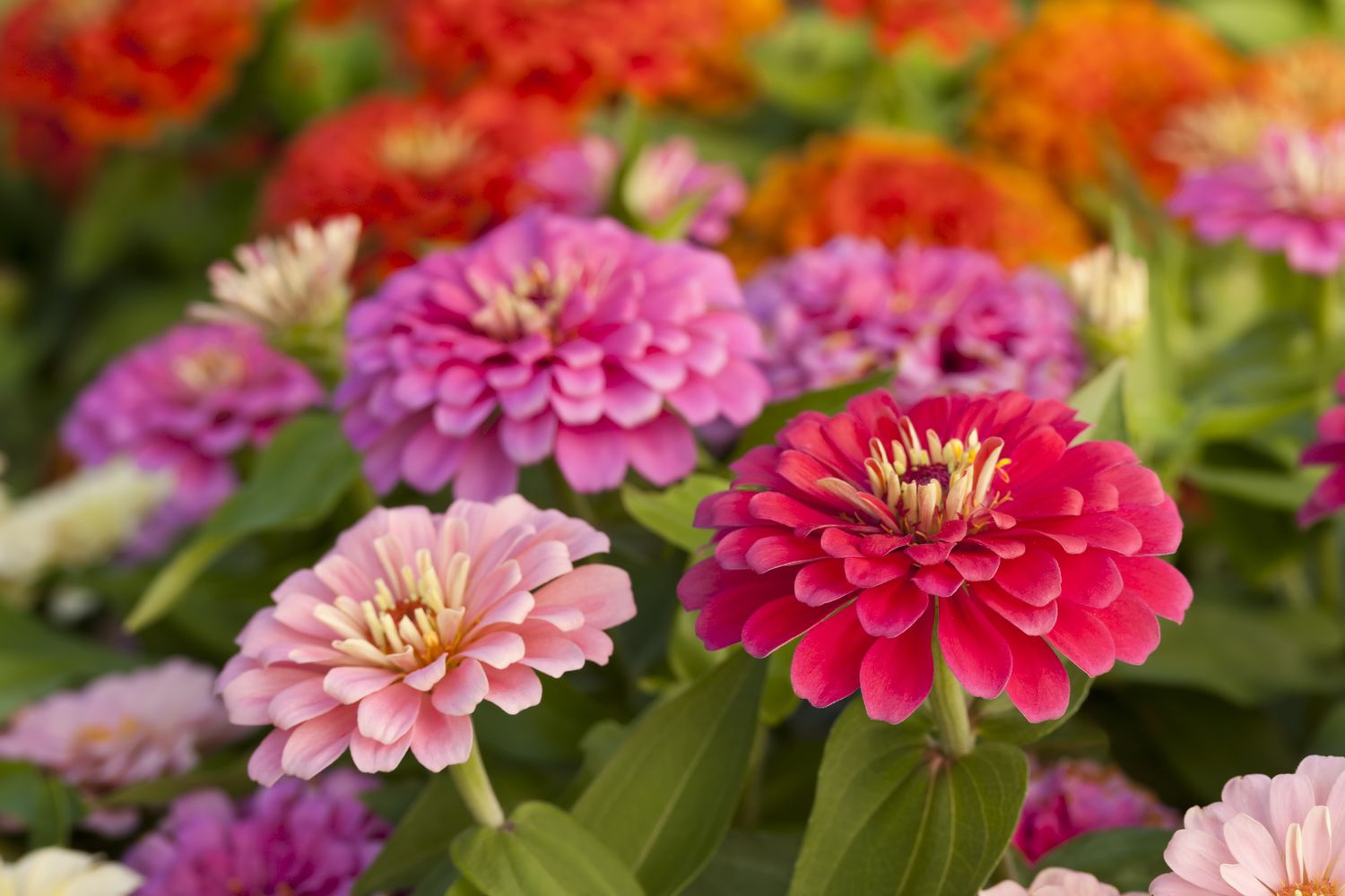 1500x1000 Flower Quotes Blooming With Cheer