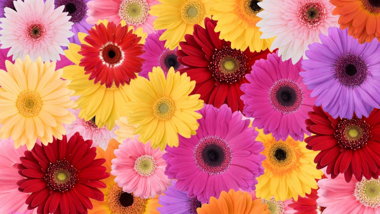1280x720 Daisies Collage Flower Red Purple Yellow By HD wallpaper