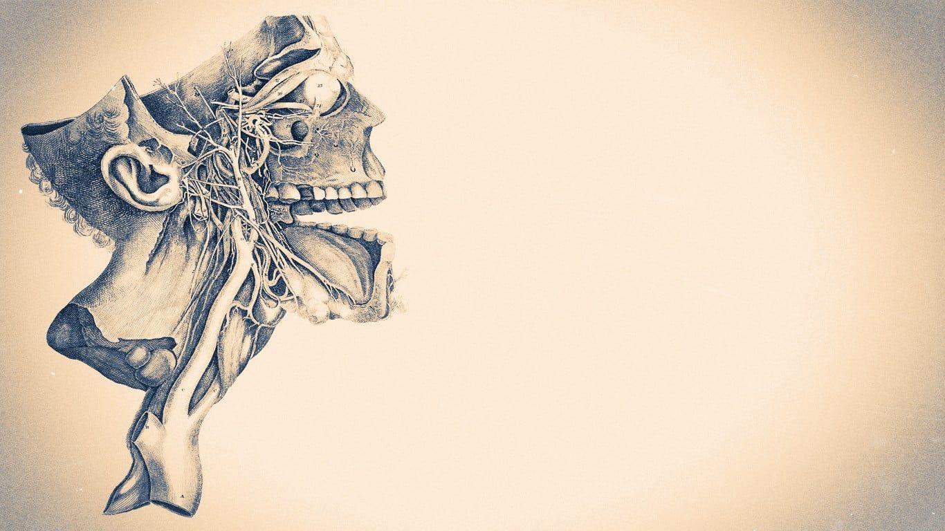1366x768 Skull illustration, artwork, skull, medicine, minimalism HD