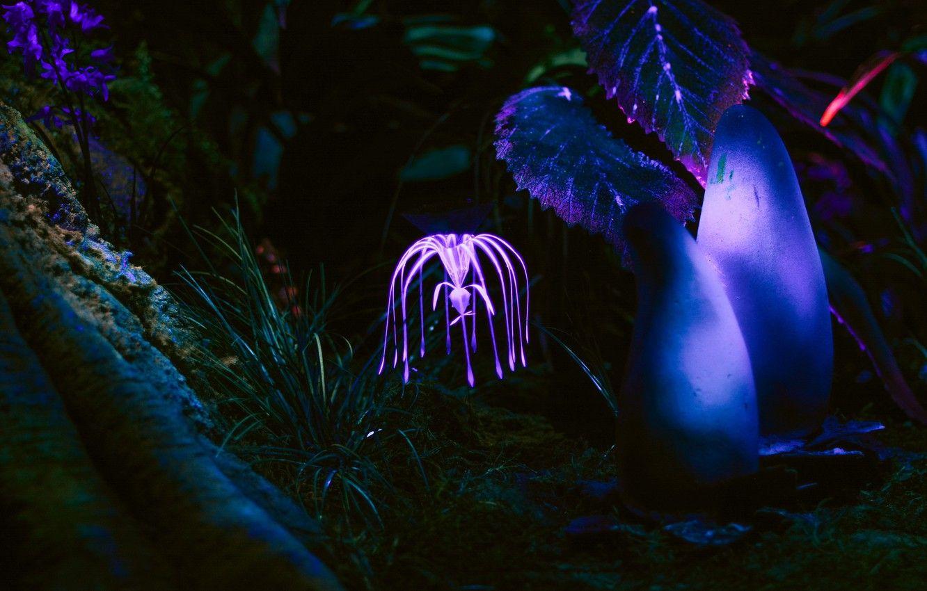 1332x850 Wallpaper dark, wallpaper, nature, flowers, glow, rendering, plant