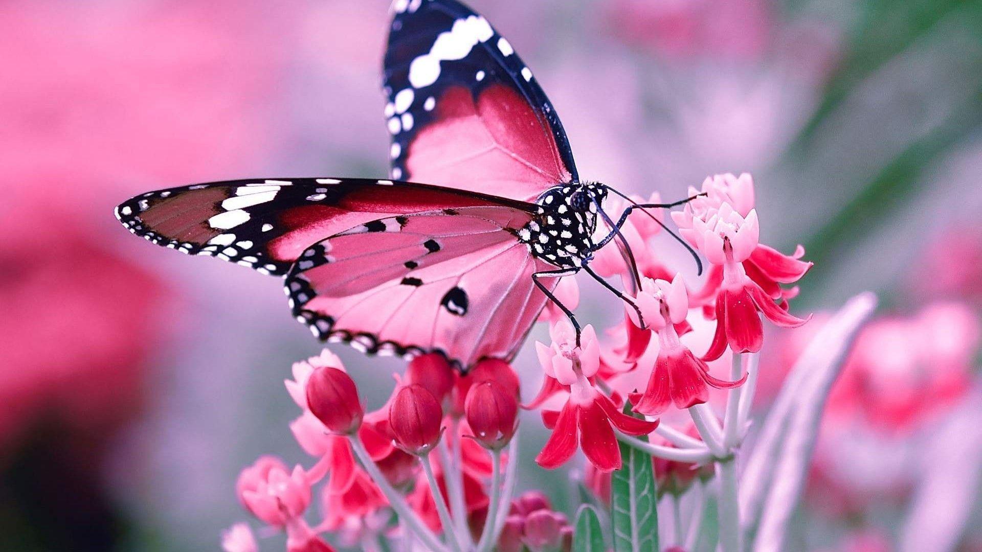 Pink Butterfly Desktop Wallpaper Pink Butterfly Desktop Wallpaper