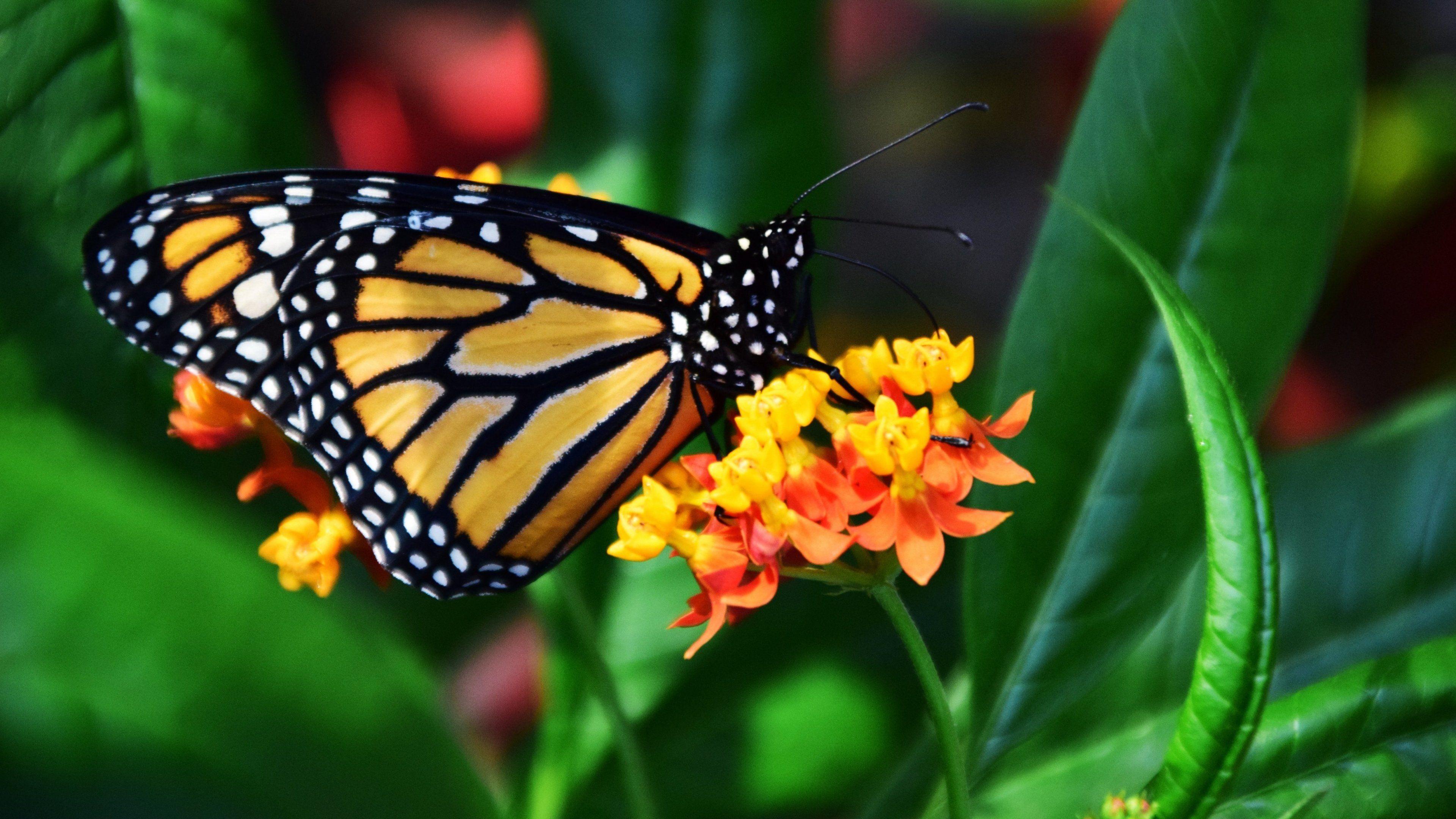 3840x2160 Desktop Background Butterflies