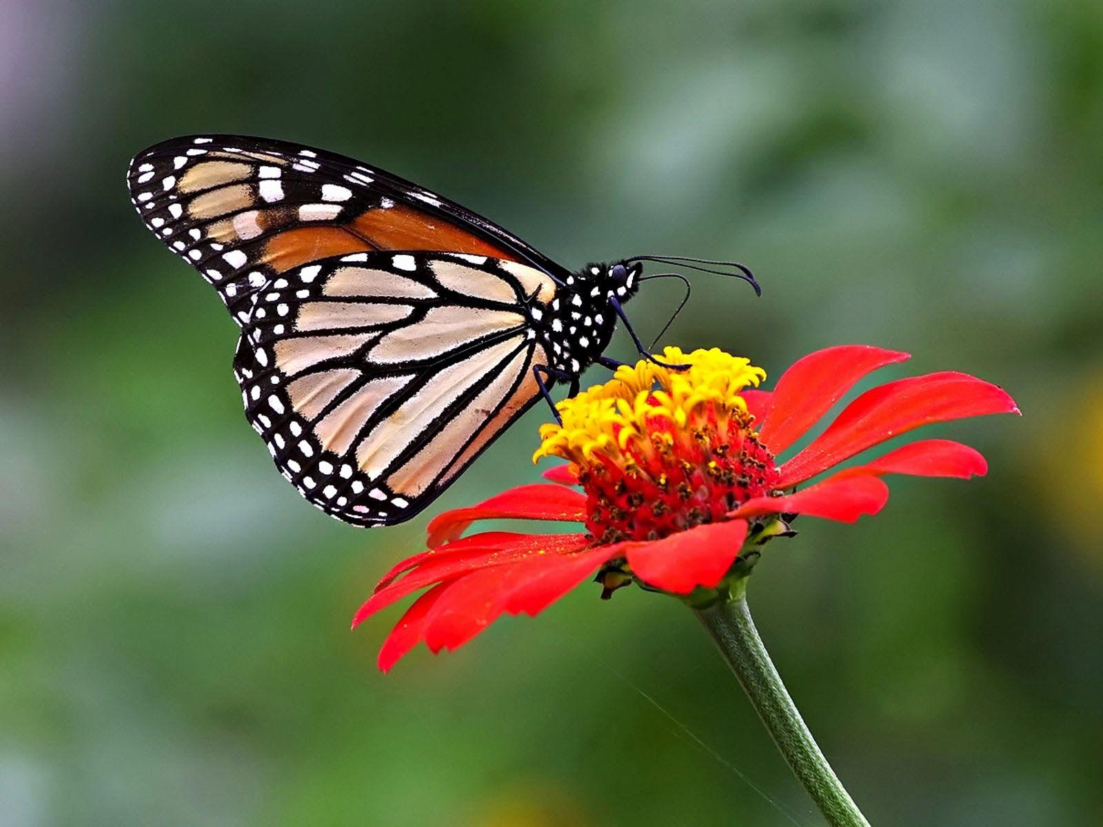 1600x1200 Butterflies Wallpaper New Wallpaper butterfly Desktop Background