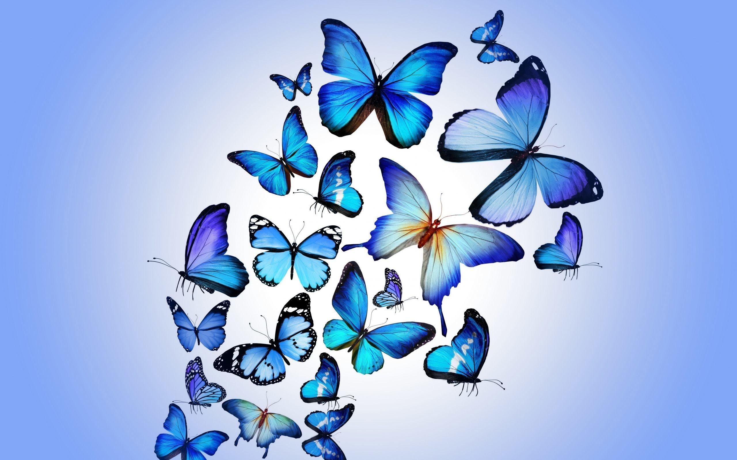 2560x1600 Blue Butterfly Wallpaper