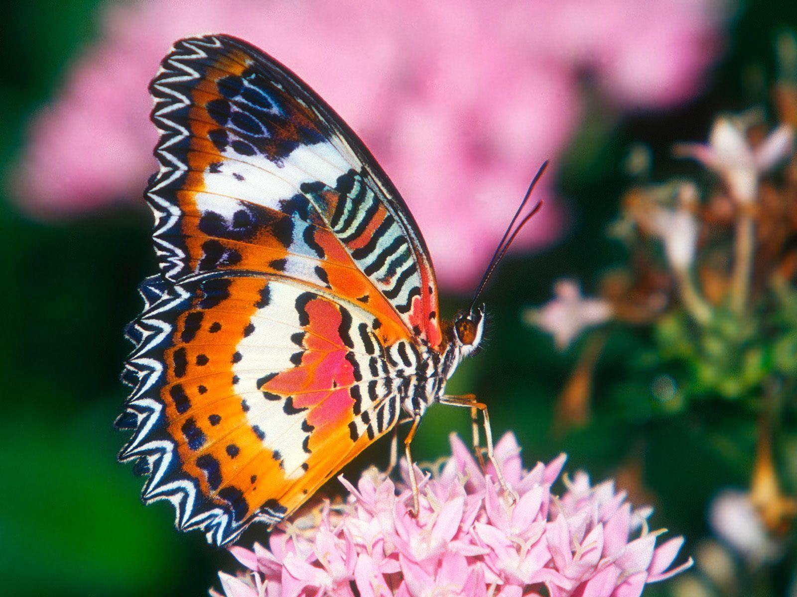 1600x1200 Top Wallpaper Desktop: Butterfly Desktop Wallpaper