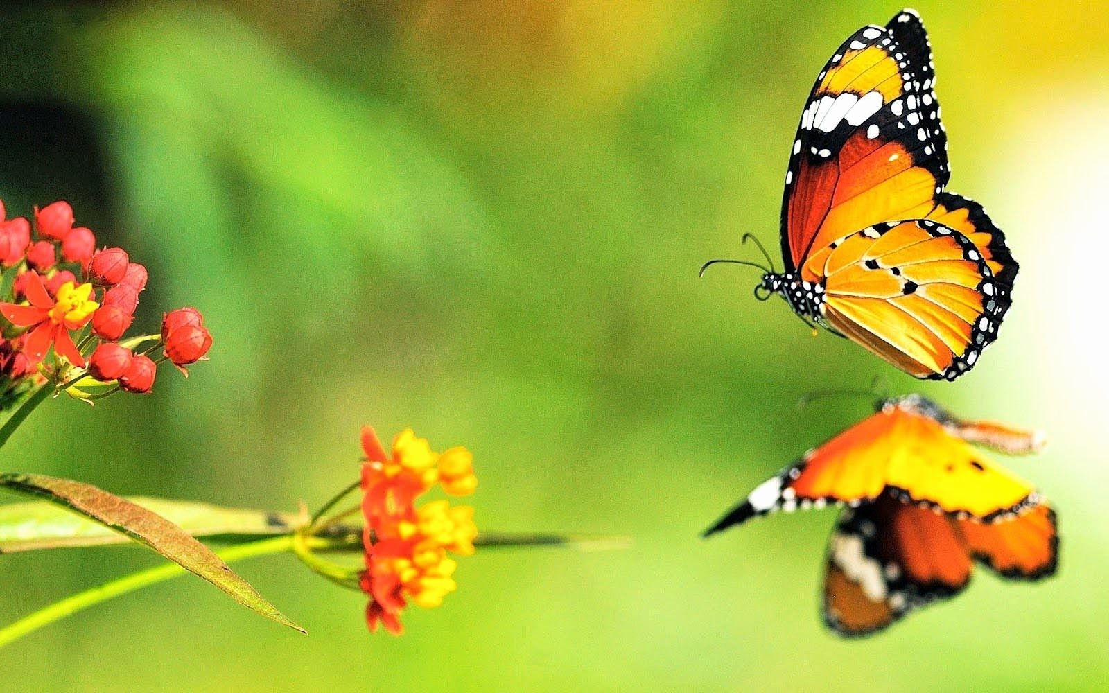 1600x1000 Butterflies Wallpaper Awesome 3D butterfly Desktop Background