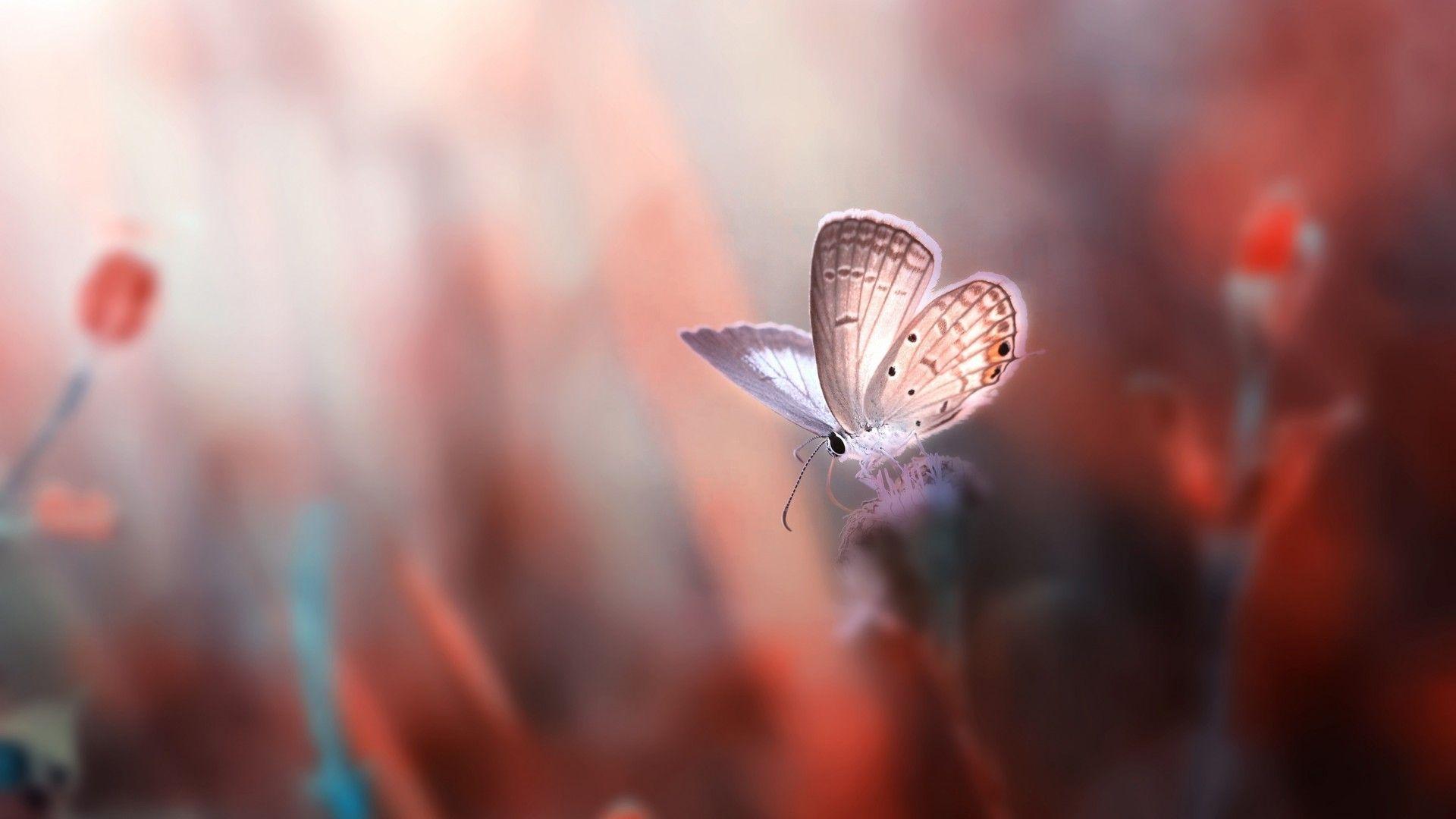1920x1080 Red Butterfly HD Wallpaper