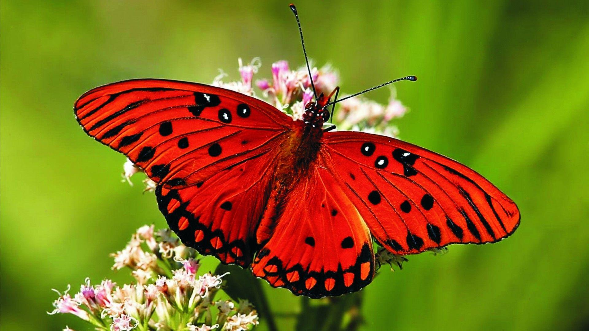 1920x1080 Hd butterfly desktop wallpaper
