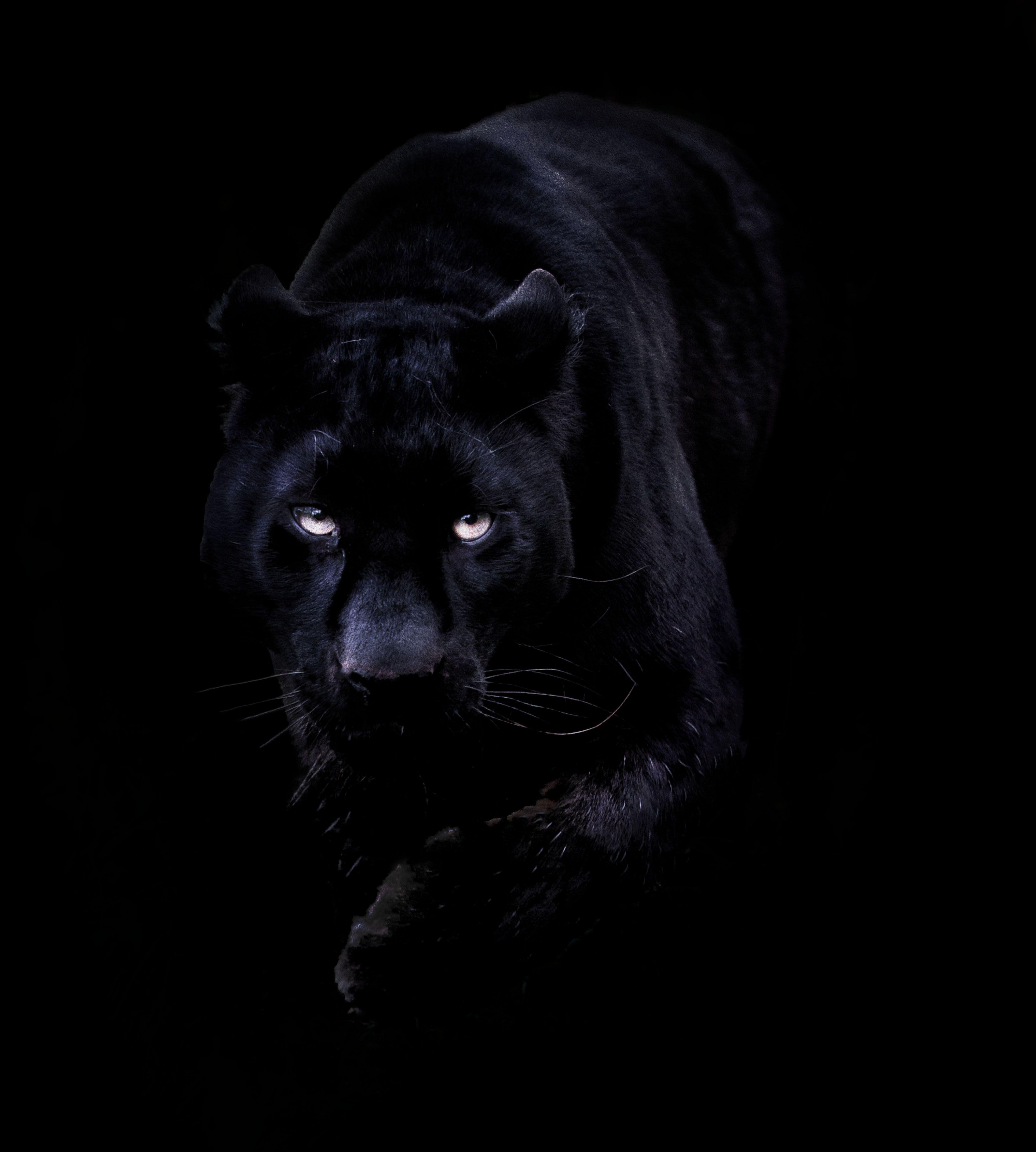 Black Panther Cat Wallpapers - Top Free Black Panther Cat Backgrounds -  WallpaperAccess