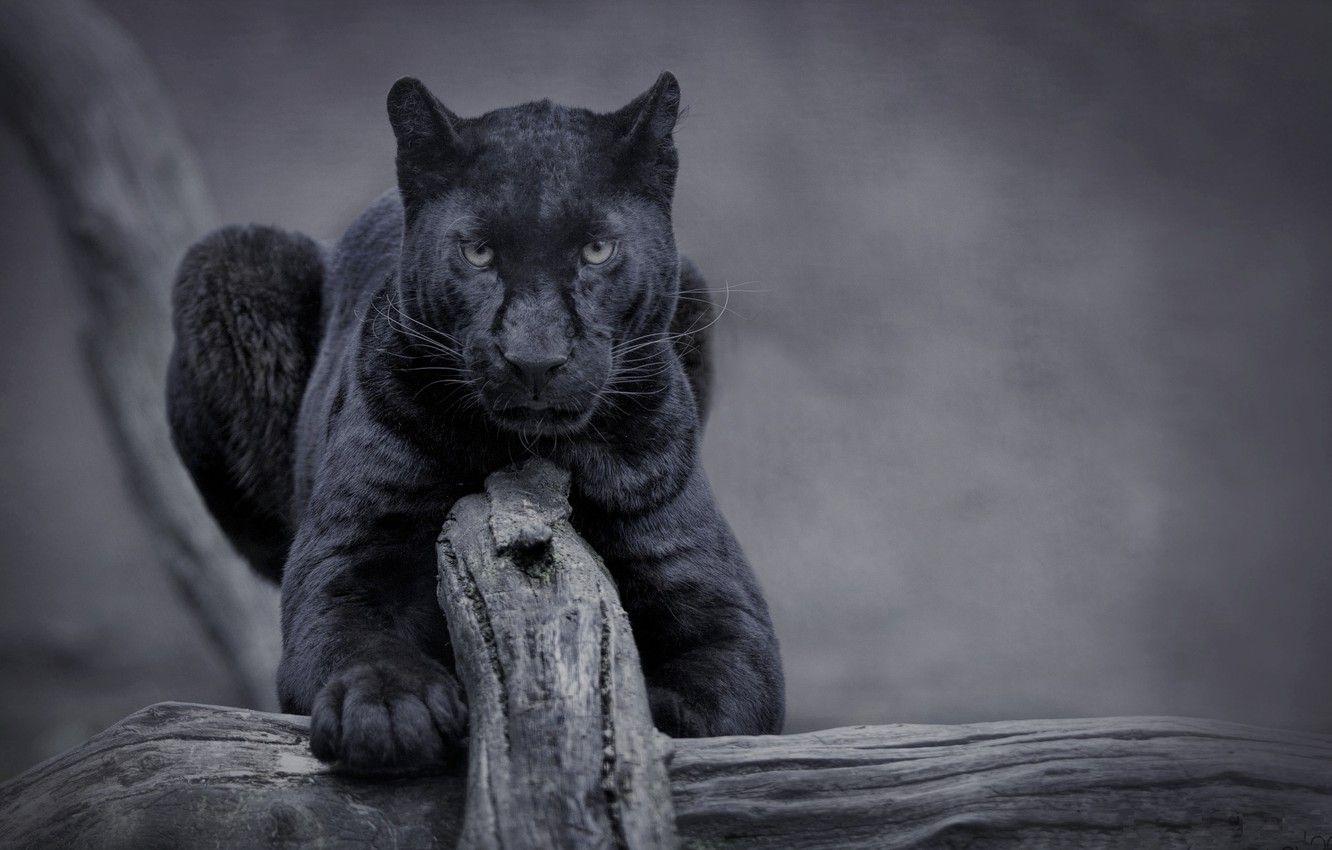 Panther Animal Wallpapers - Top Free Panther Animal Backgrounds -  WallpaperAccess