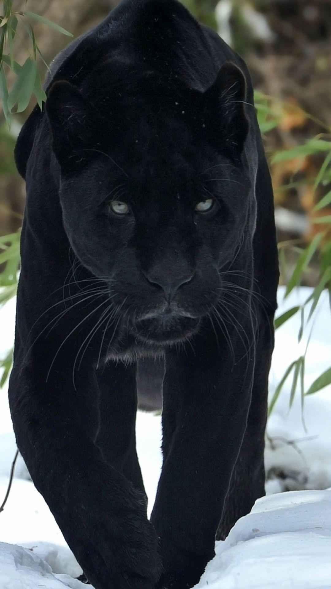 1080x1920 Panther Wallpaper Lovely Black Panther Animal Wallpaper Wallpaper