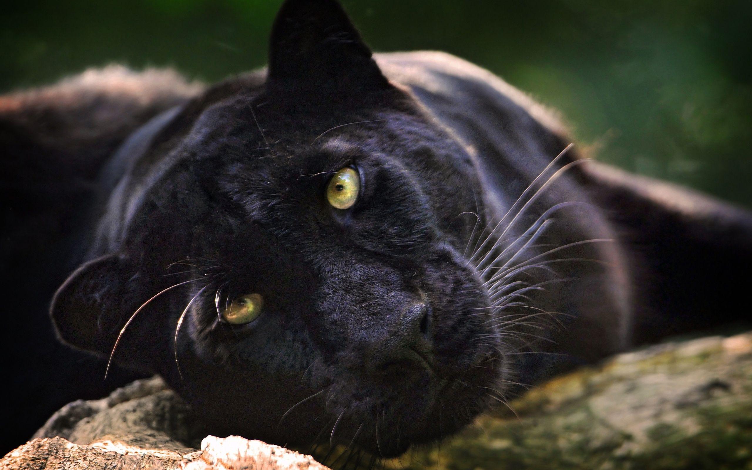 2560x1600 Black Panther HD Wallpaper