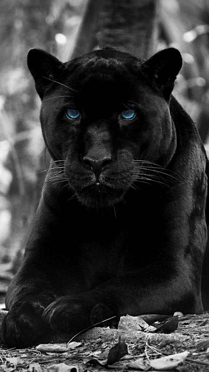 720x1280 black panther wallpaper