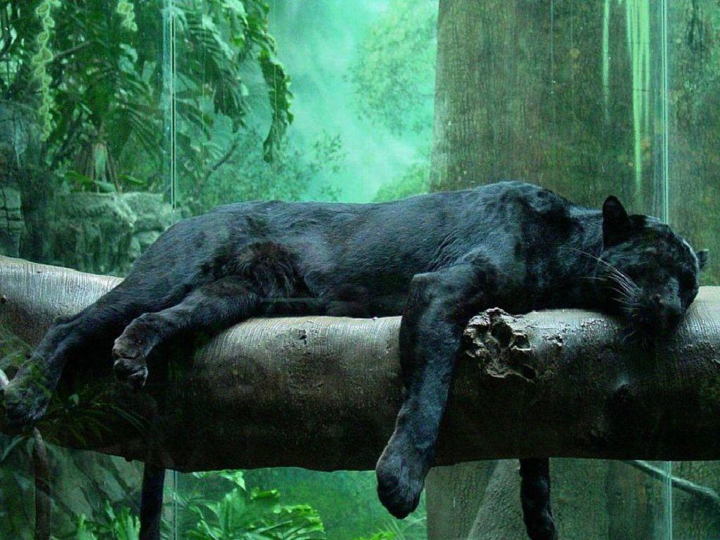 1024x768 Pet Black Tiger Wallpaper Black