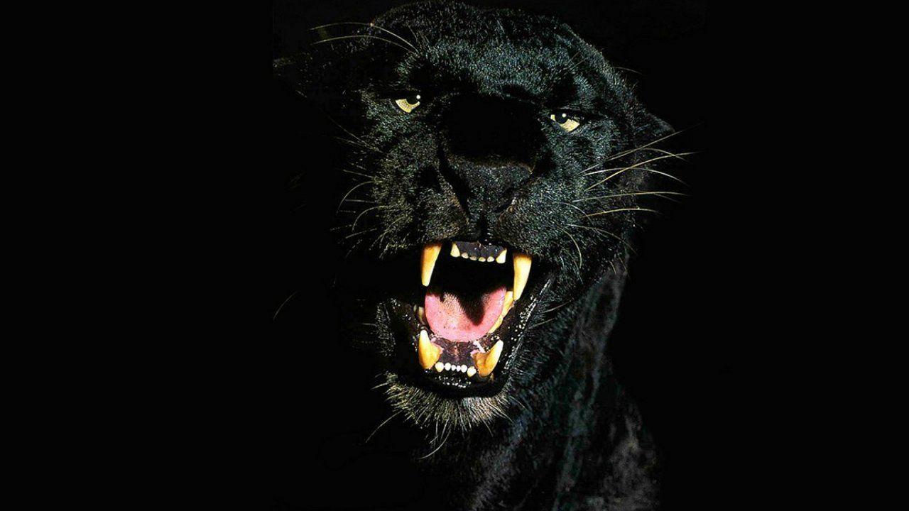 1280x720 Free, Wildlife, Life, animals, 4k, Picture, Panthers, Wallpaper