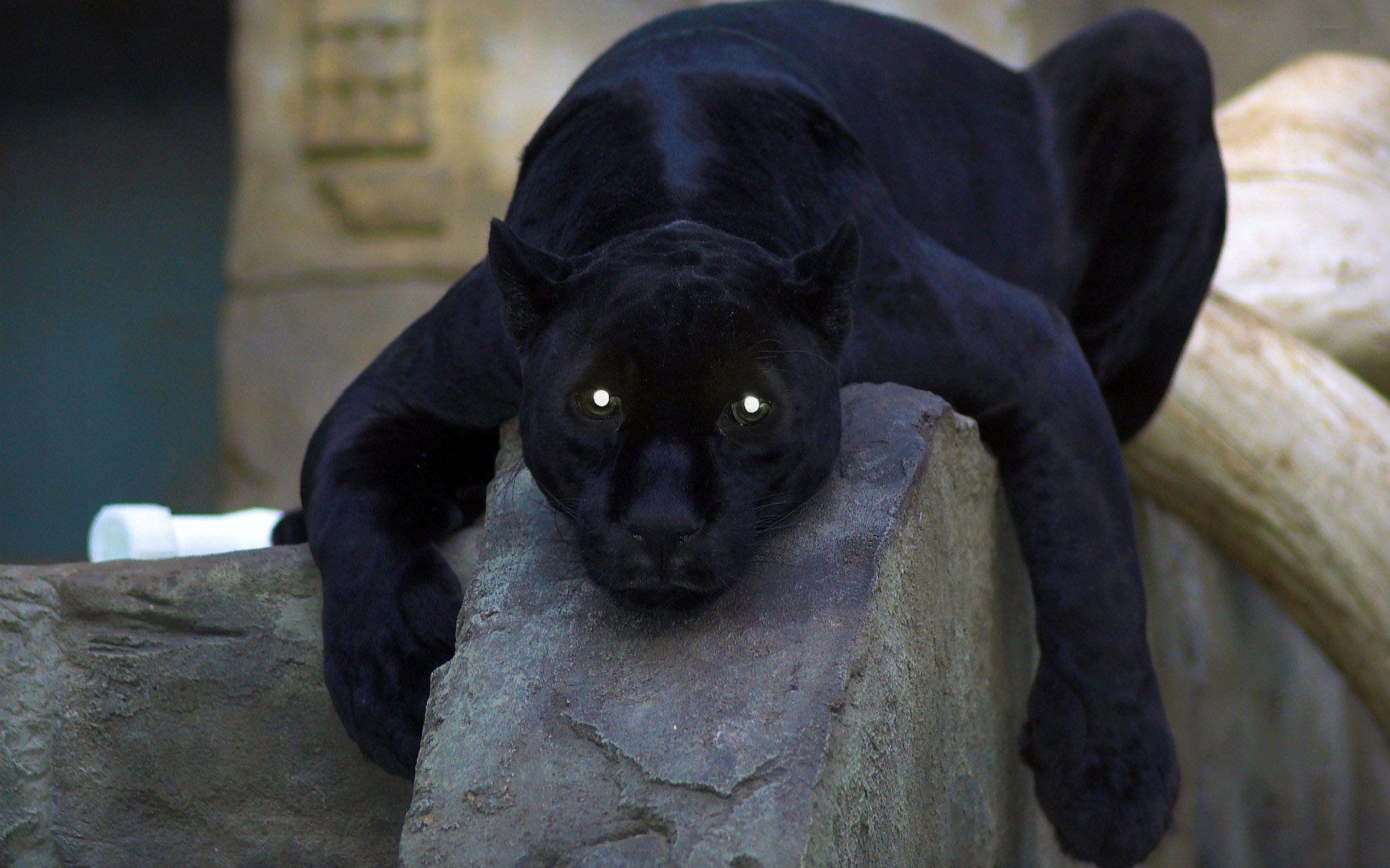 1920x1200 Black Panther Animal Wallpaper 4k