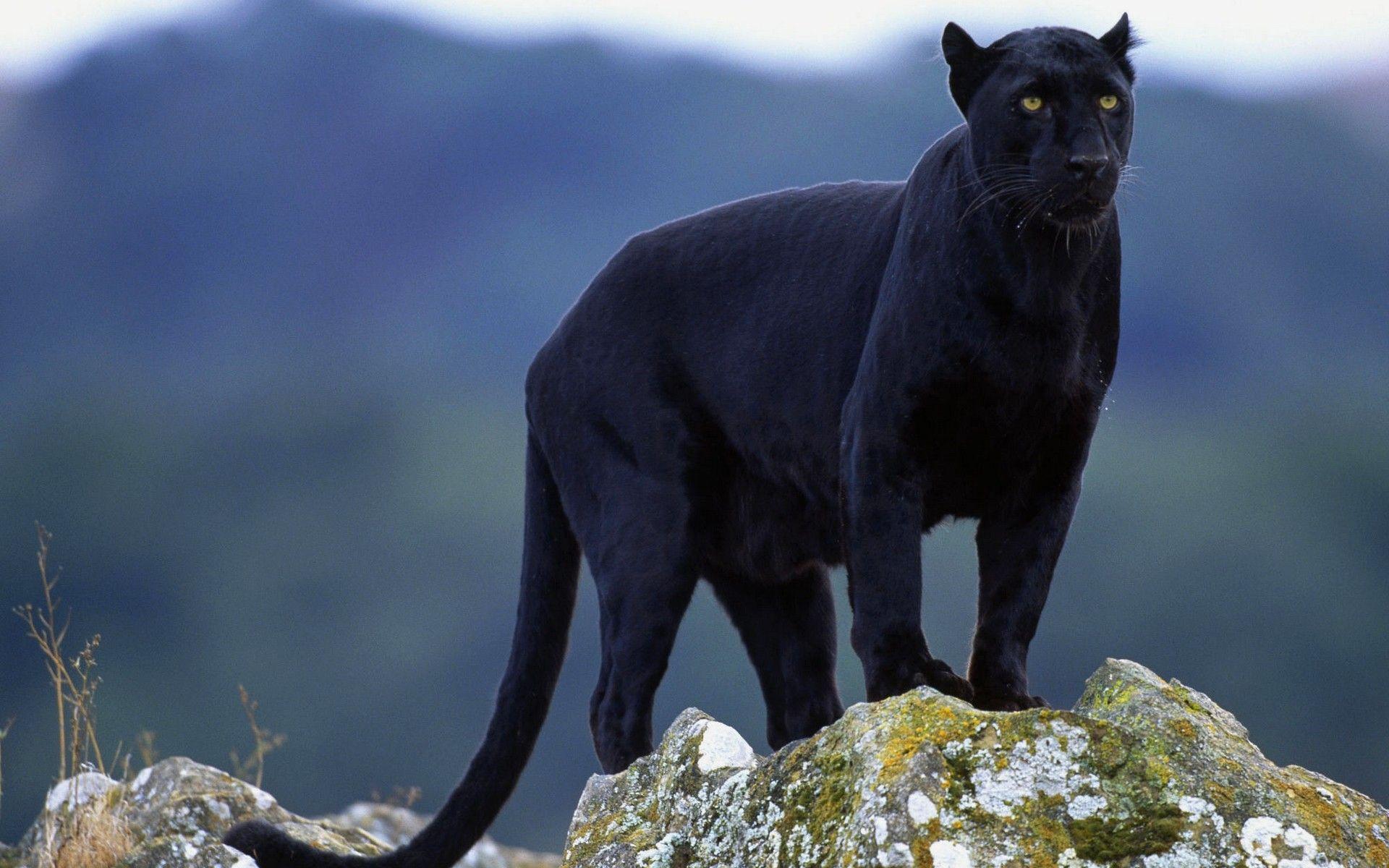 1920x1200 animals, Panthers, Black, Panther Wallpaper HD / Desktop