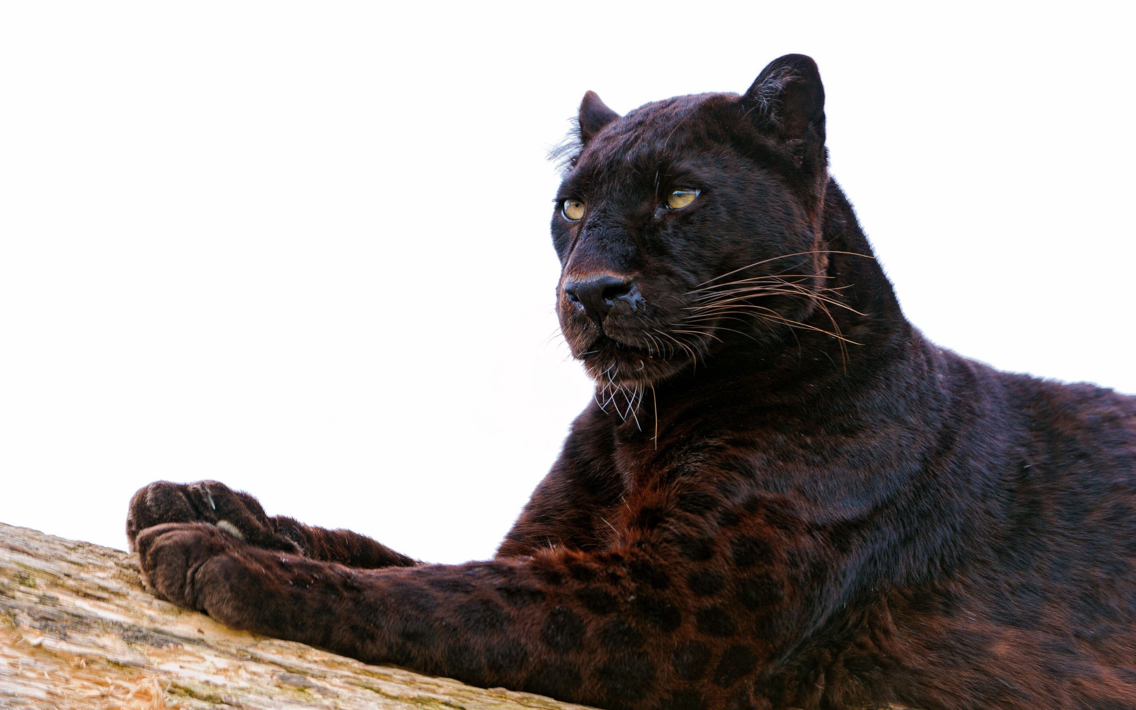3840x2400 Black Panther Animal Wallpaper In 4k Resolution Panther