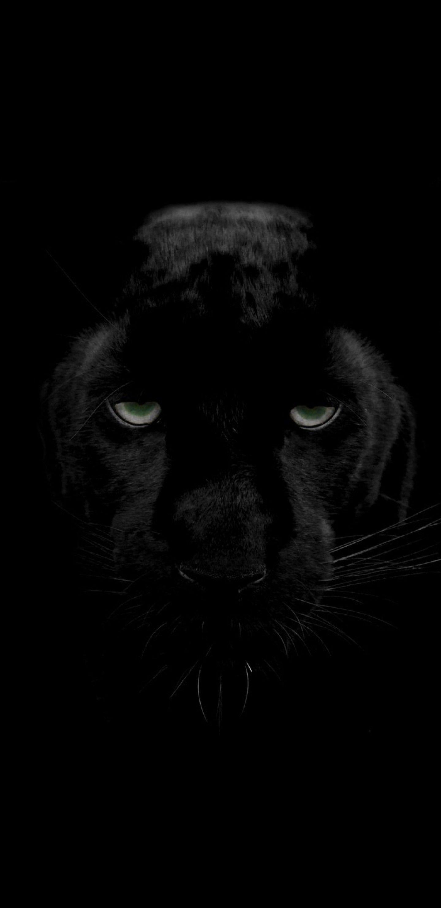 Panther Animal Wallpapers Top Free Panther Animal Backgrounds