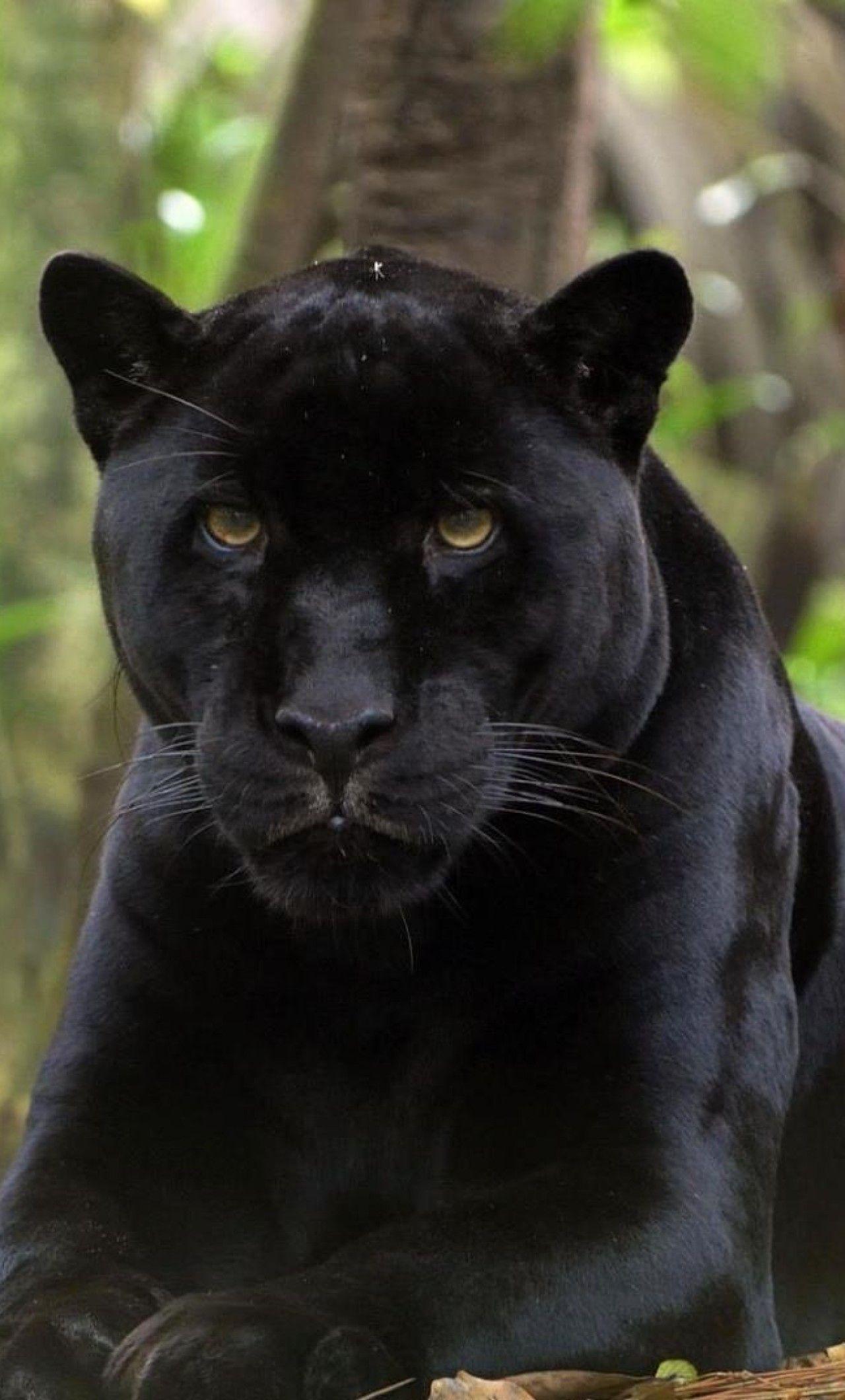 1280x2120 Black Panther 2 iPhone HD 4k Wallpaper, Image