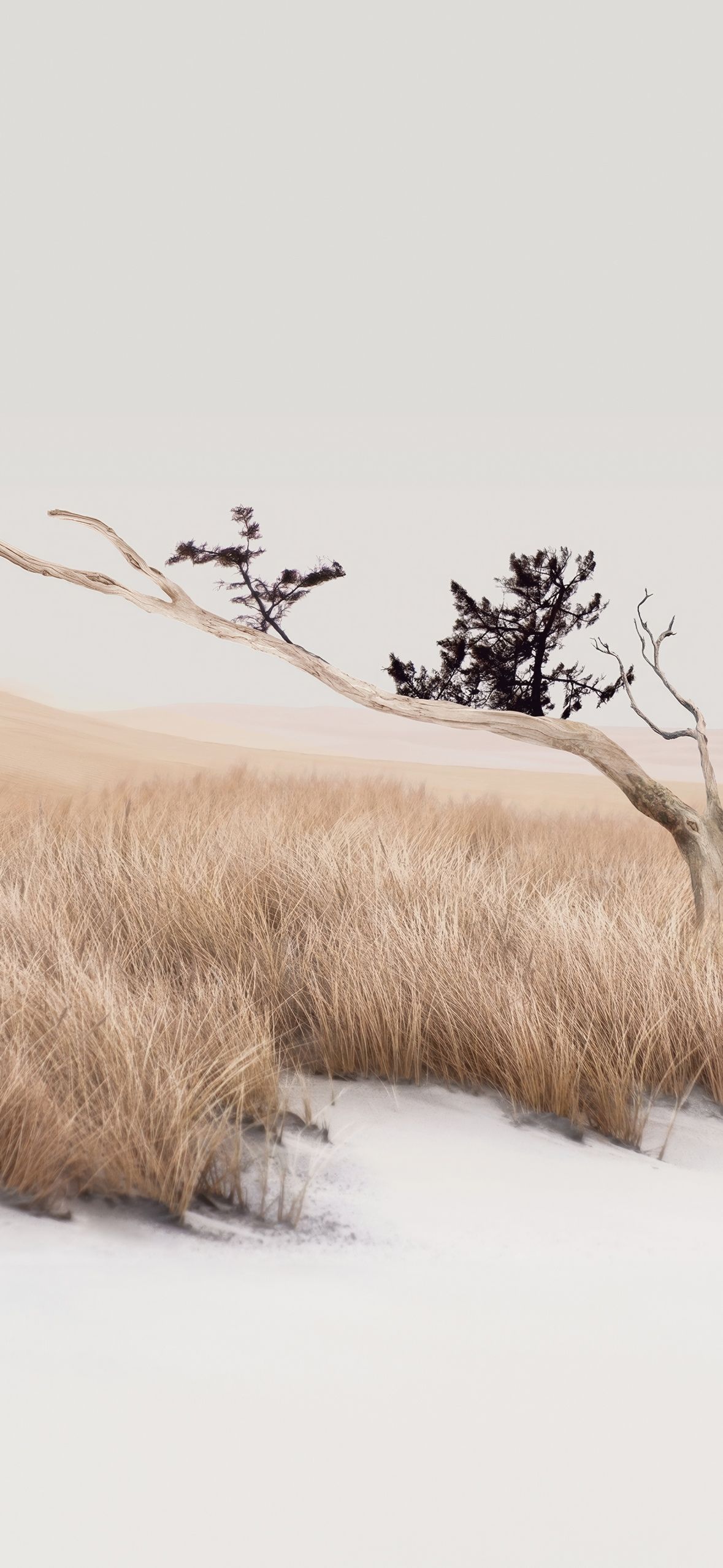 1179x2556 Tranquil Wallpaper 4K, Landscape, Grass, Lone tree