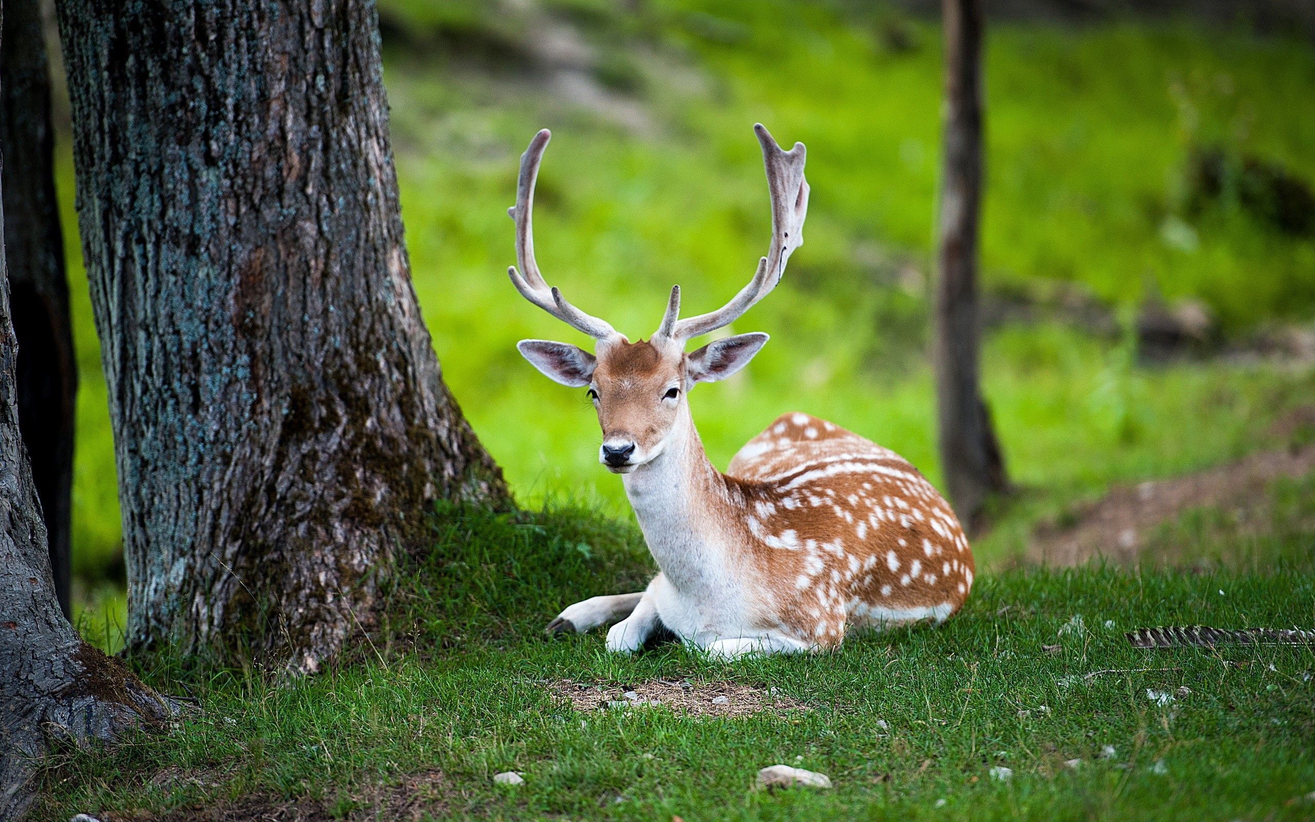 2560x1600 Phone wallpaper: Forest, Animals, Color, Deer, Wood, To Lie Down, Lie, Tree 100996