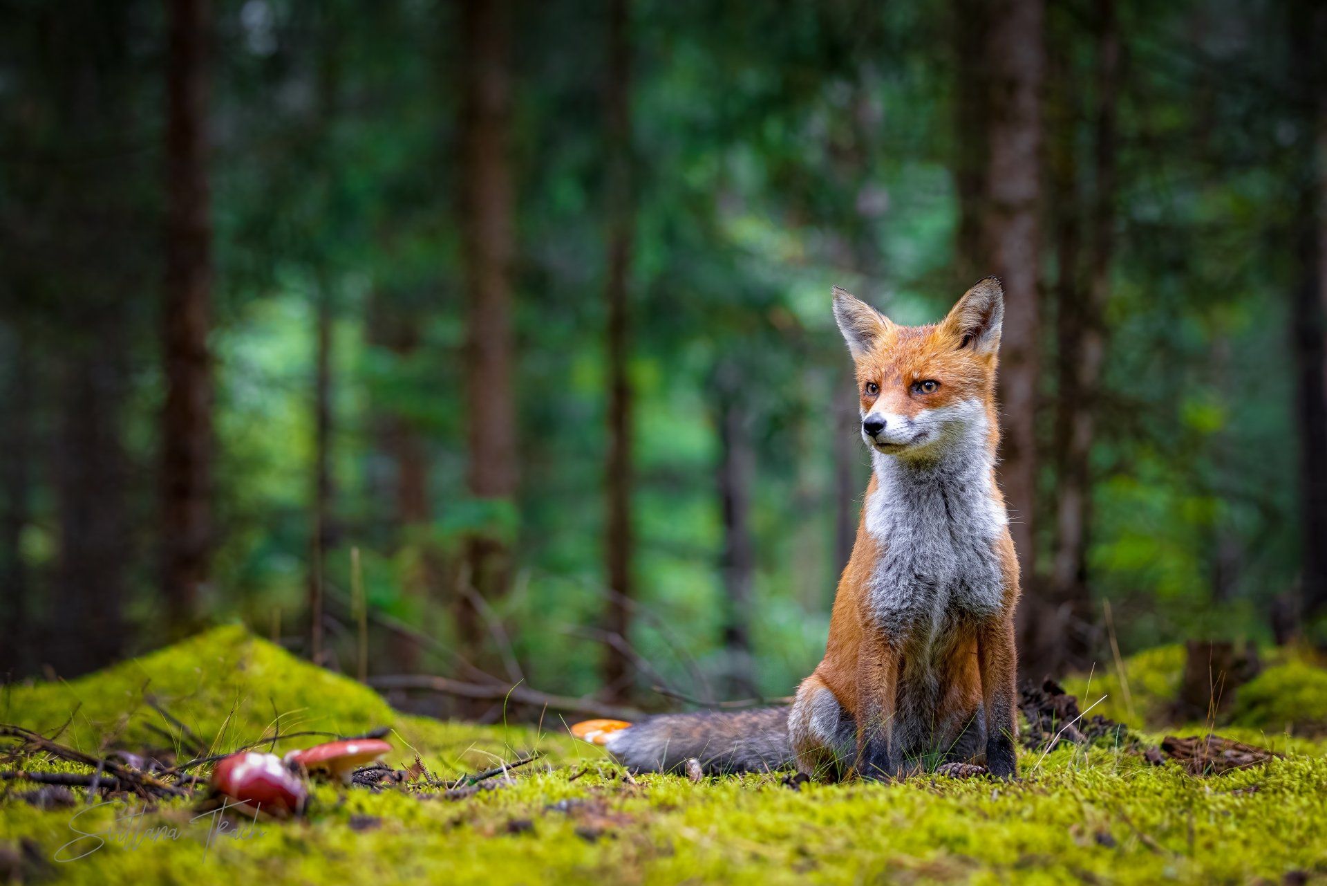 1920x1281 Majestic Fox in Lush ForestK Ultra HD Animal Wallpaperx4002