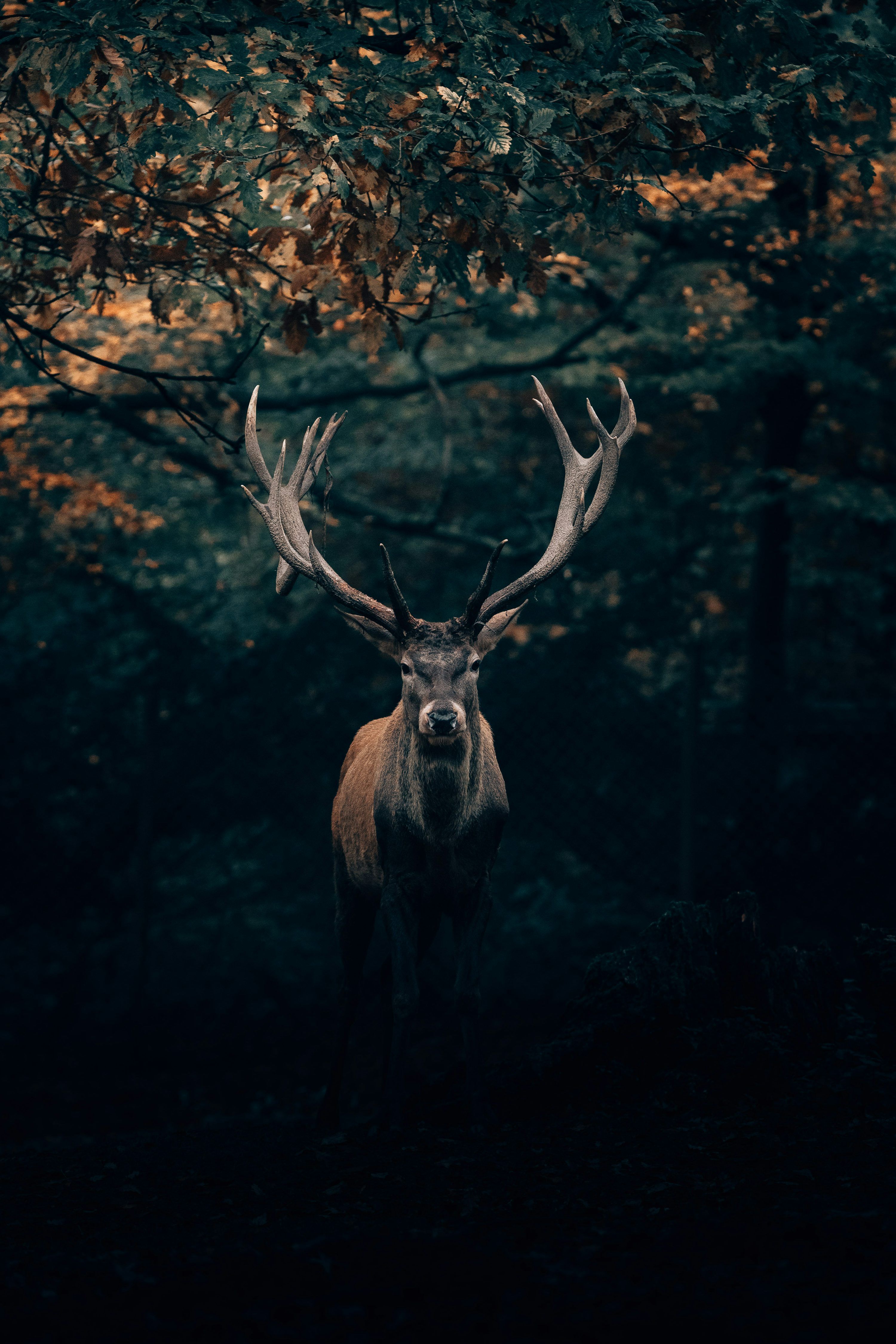 3000x4500 Forest Animals Picture. Download Free Image