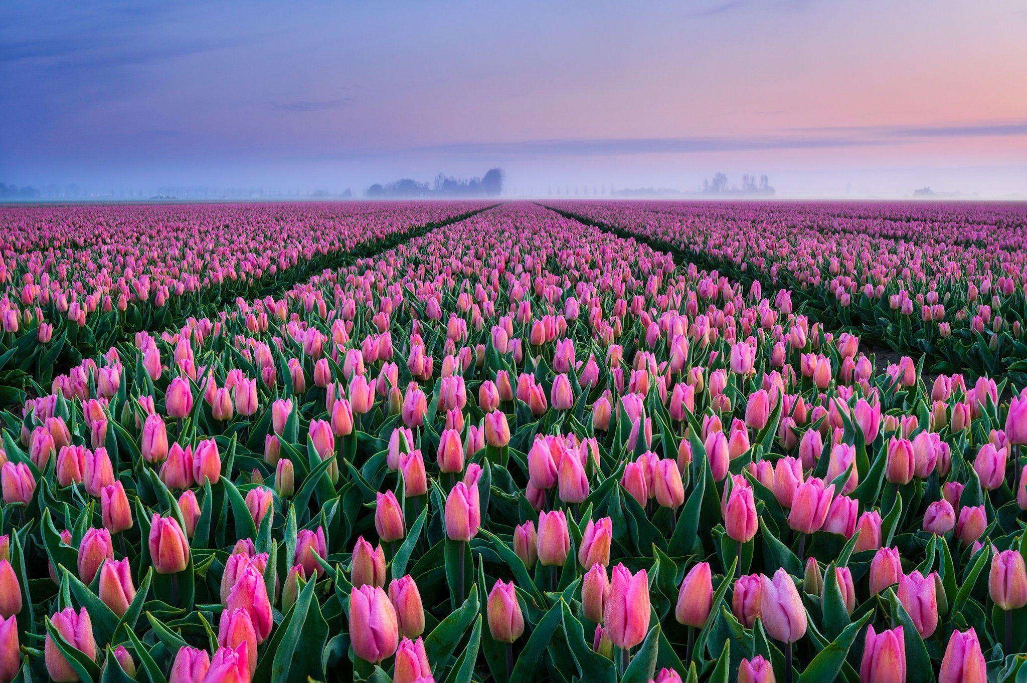 2048x1363 Download Nature Pink Flower Field Tulip Flower HD Wallpaperx1363