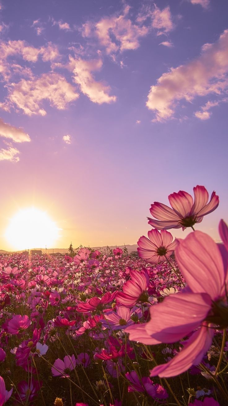 736x1308 Pink Flowers Blooming at Sunset Wallpaper. Sunset with flowers wallpaper, Sunset and flowers wallpaper, Pink flower field wallpaper
