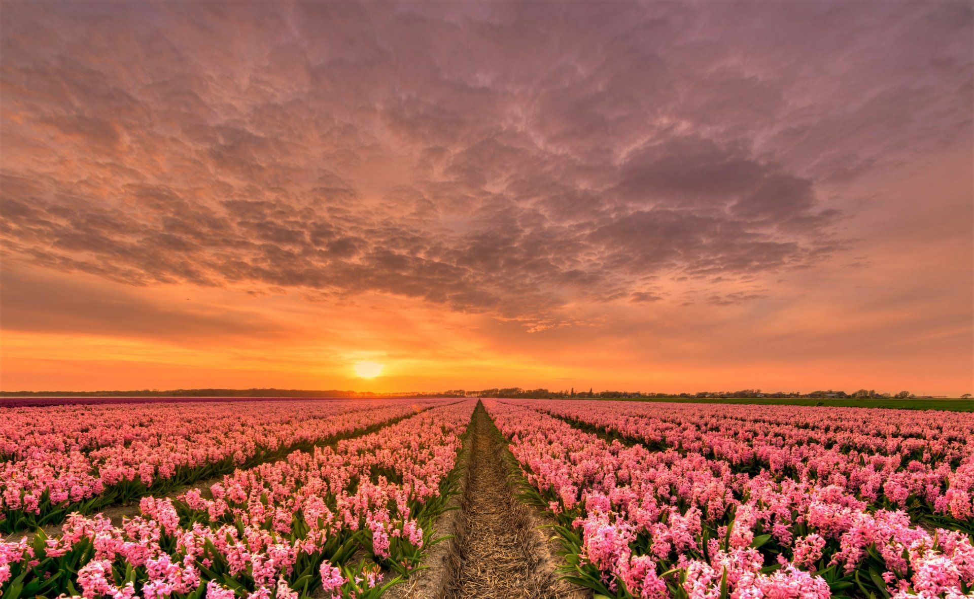 1920x1181 Download Pink Flower Field Sunset Nature Hyacinth Flower 4k Ultra HD Wallpaperx2460