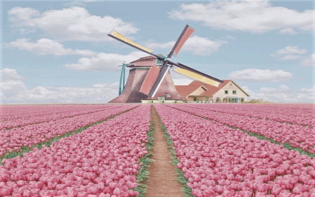 1280x800 Pink tulip field wallpaper Web Store