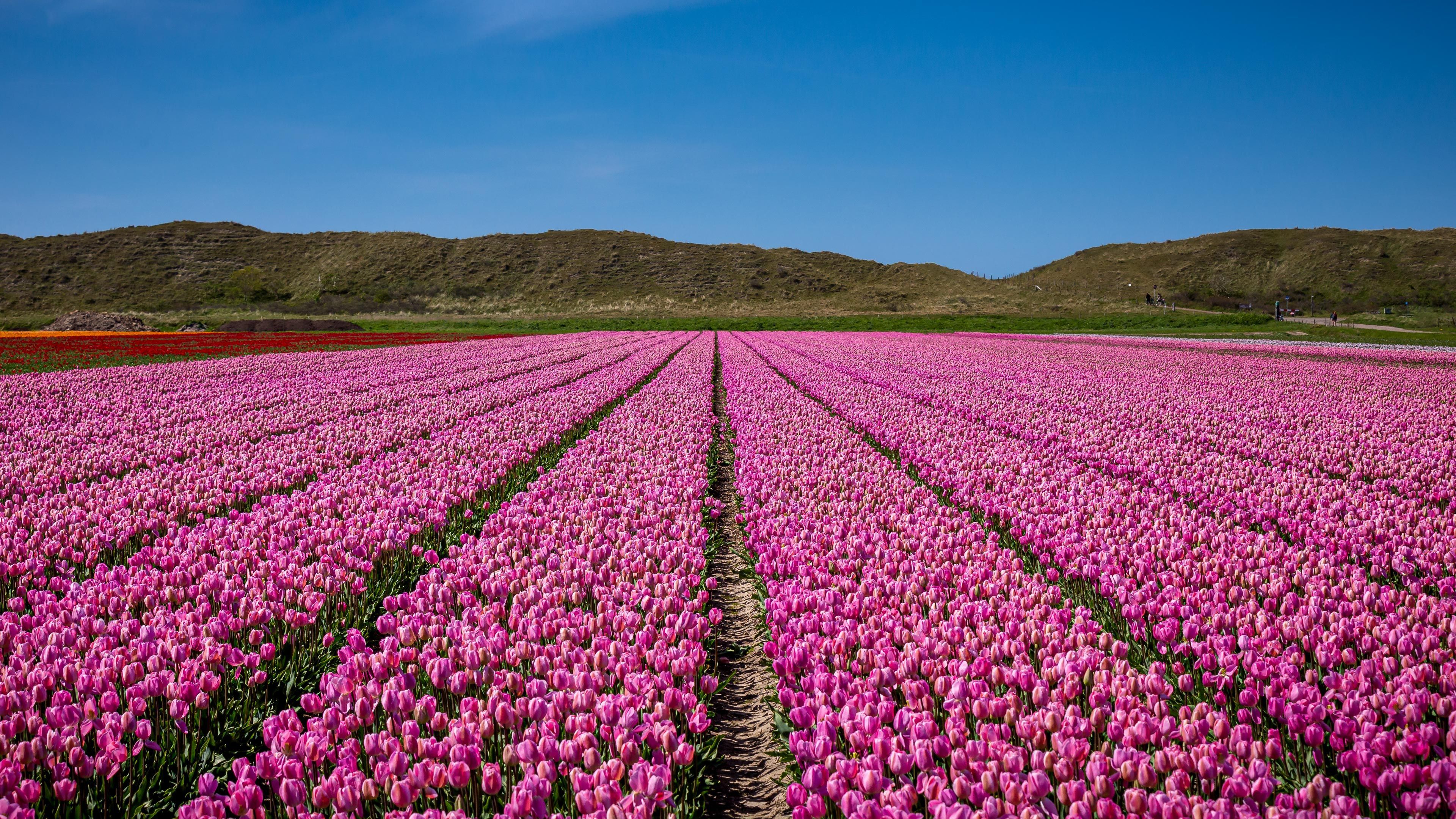 3840x2160 Purple Flower Field Under Blue Sky · Free