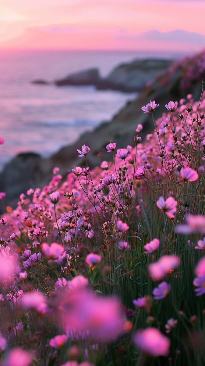 673x1200 Pink Flowers on Cliff by the Ocean. むらさき, 花 壁紙, 手機背景