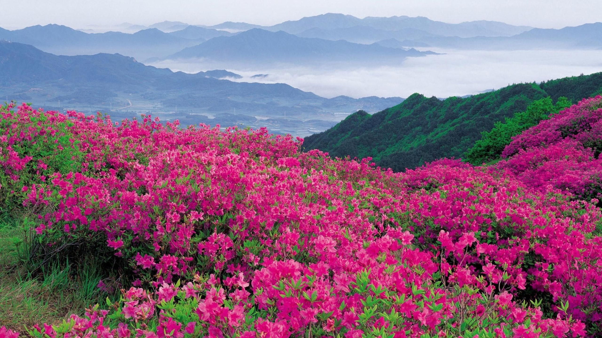 2560x1440 Wallpaper Pink Flower Field Near Mountains During Daytime, Background Free Image