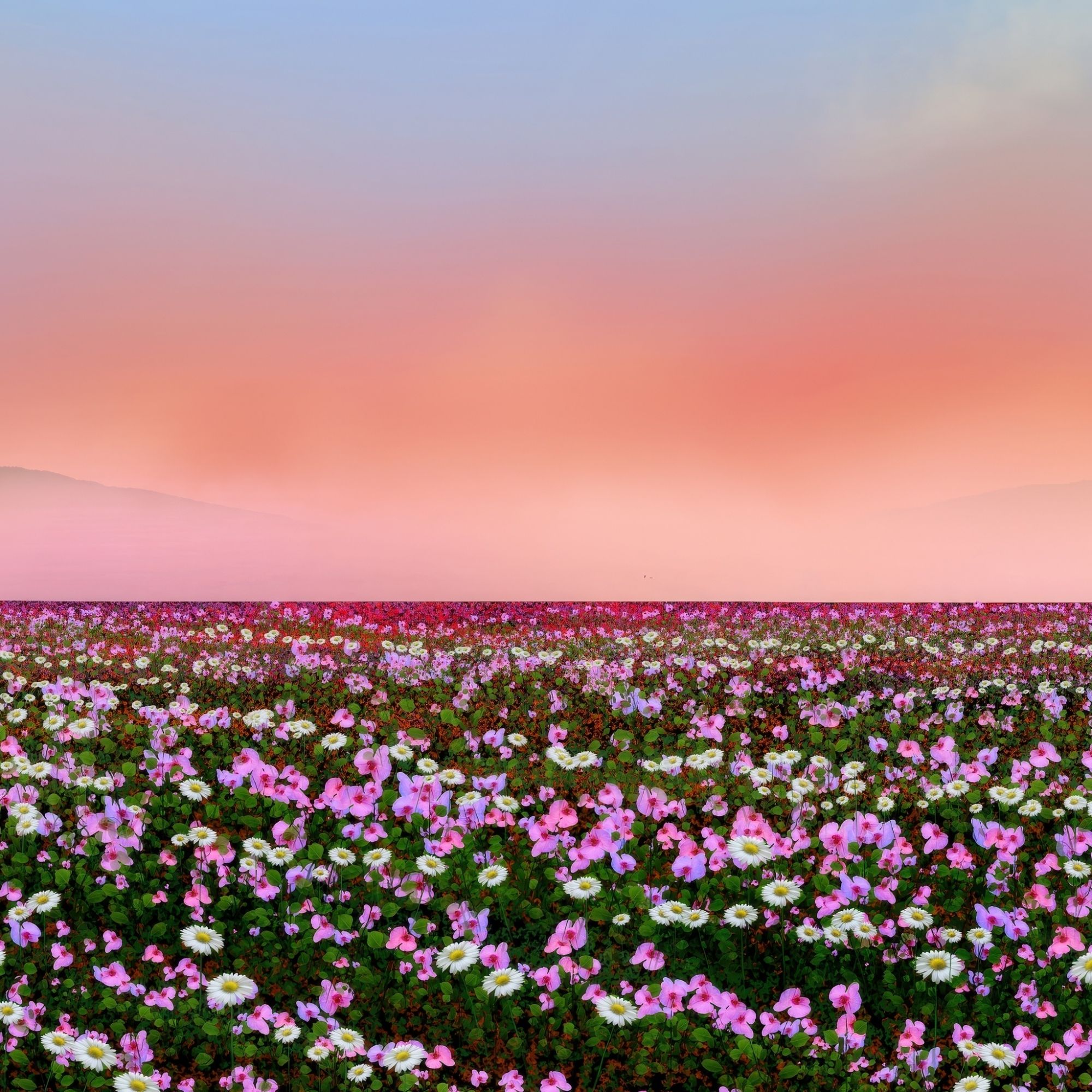 2000x2000 Pink Flowers In A Field At Sunset