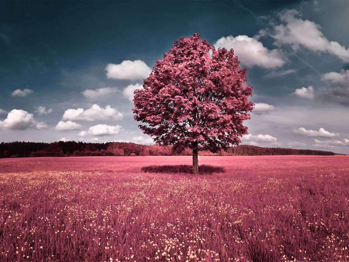 1200x900 Pink Field Aero Creative Wallpaper
