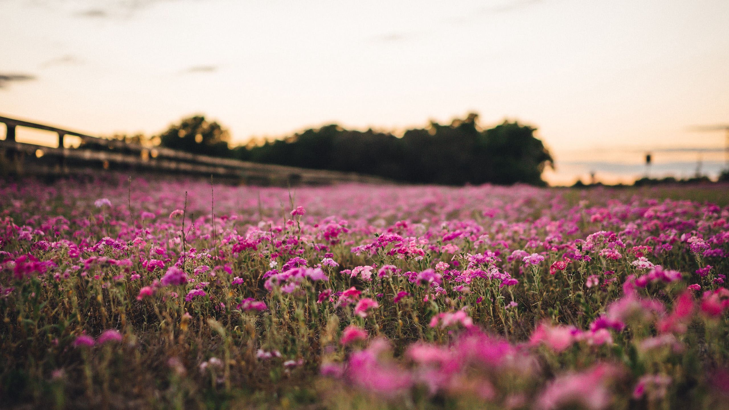 2560x1440 Light Dark Pink Flowers Field In Blur Background HD Flowers Wallpaper