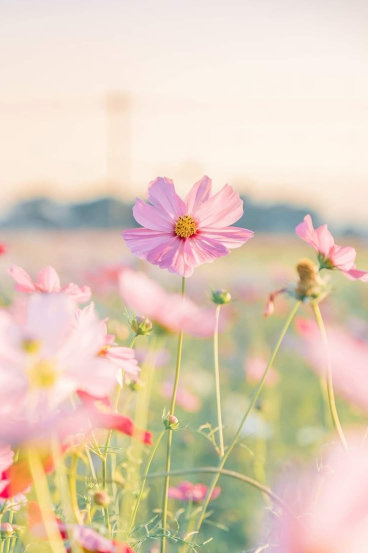 736x1106 Pink Flowers in a Field. Cosmos flower background aesthetic, Pink flower field background, Pastel pink