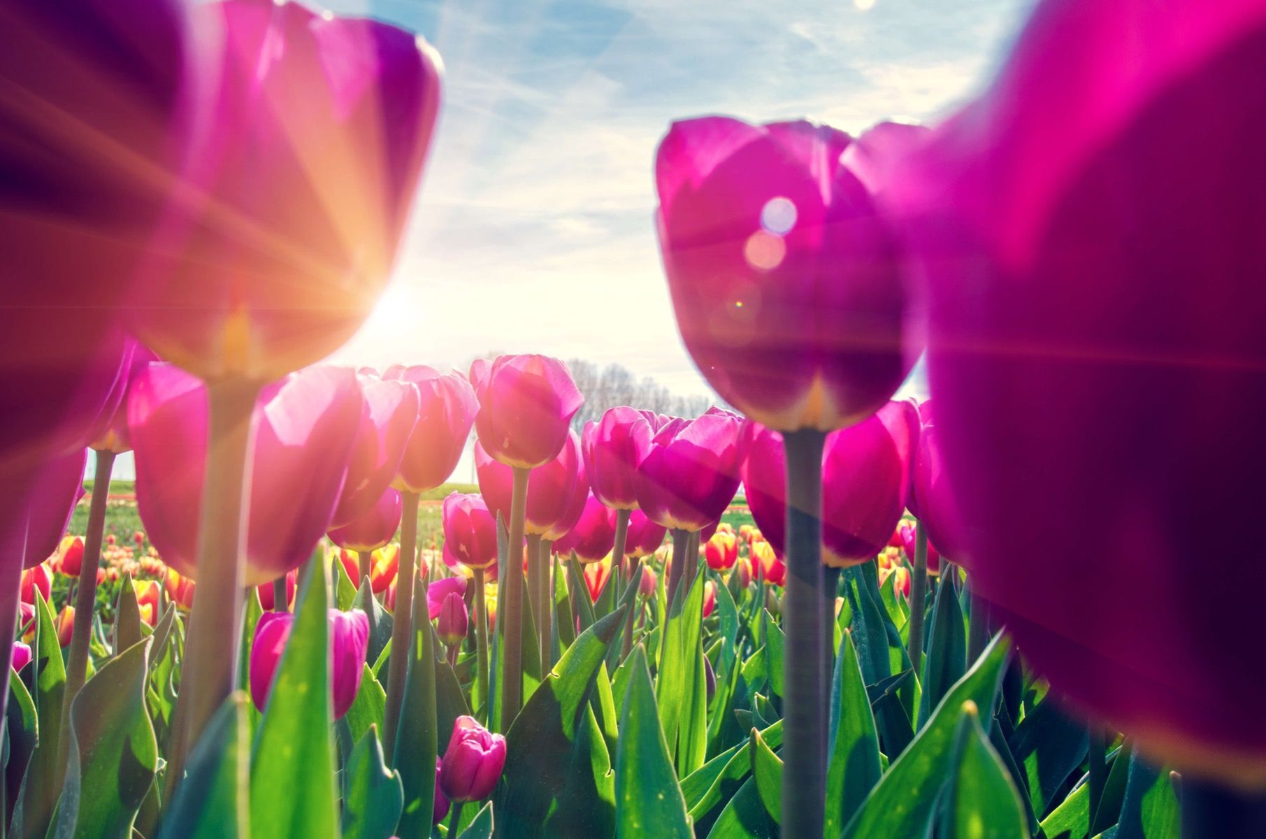 1811x1200 Tulipfield pink