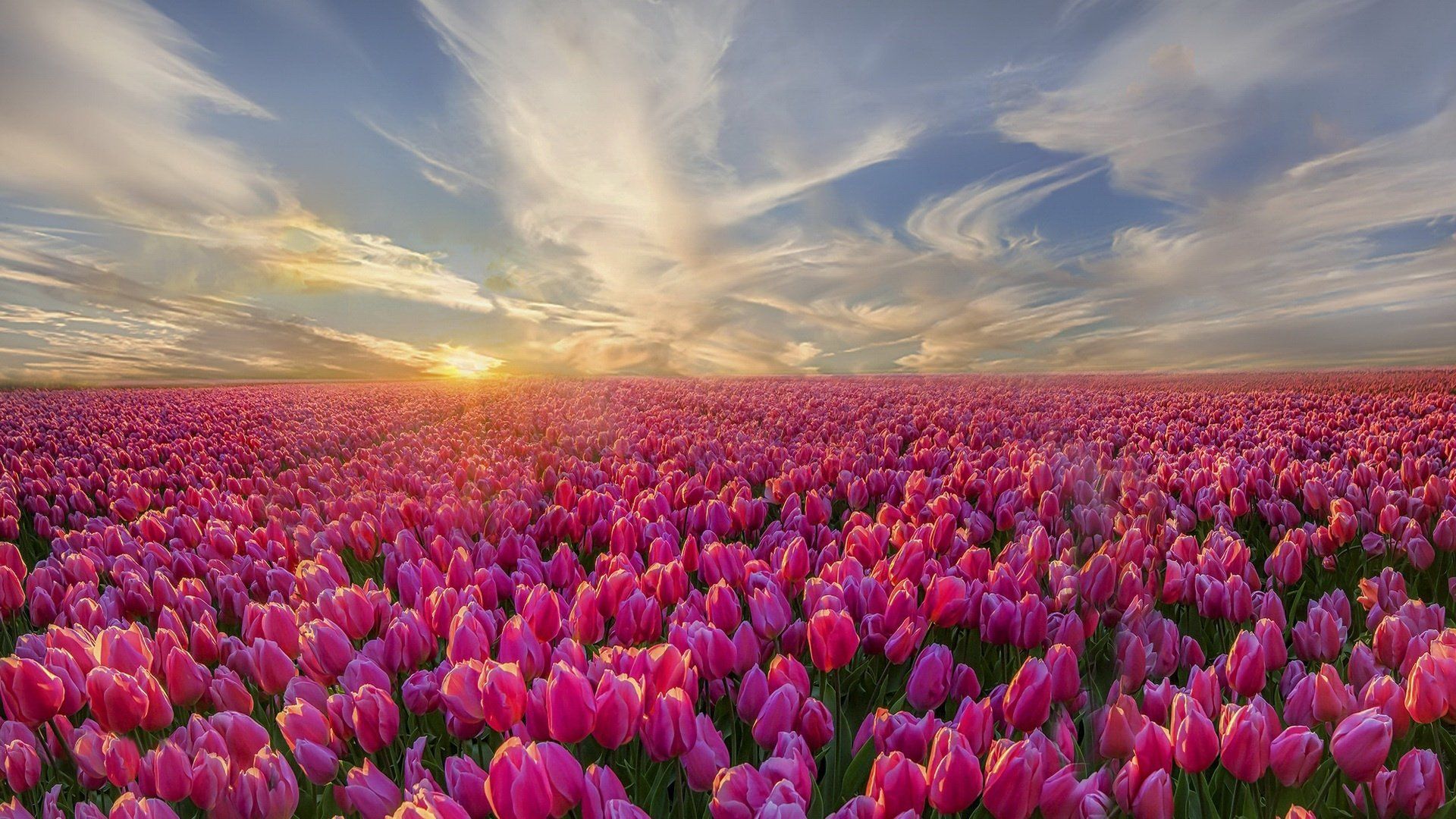 1920x1080 Sunset Over Endless Pink Tulip Fields